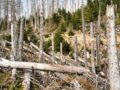 Kalamitätsholz: Beschädigtes Holz konstruktiv und sinnvoll nutzen