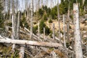 Kalamitätsholz: Beschädigtes Holz konstruktiv und sinnvoll nutzen