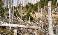 Kalamitätsholz: Beschädigtes Holz konstruktiv und sinnvoll nutzen